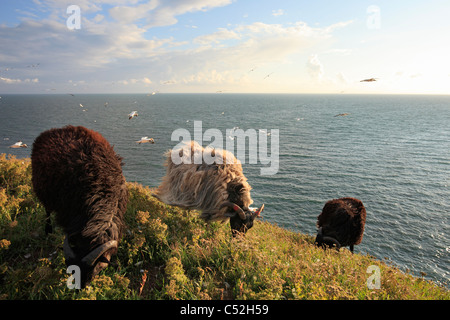 Moorland sheep (allemand : Heidschnucke sur bird rock sur l'île de Helgoland ; flying bassan dans l'arrière-plan Banque D'Images