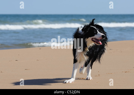 Colley chien s'amusant sur la plage de sable ensoleillée à Aberdeen Banque D'Images