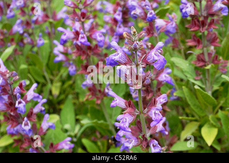 Salvia officinalis, sauge fleurs. Banque D'Images