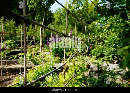 Haricots cannes escalade au milieu d''arbres fruitiers et fruits arbustes avec Lupin dans un jardin de permaculture, Sisial Tir, au Pays de Galles. Banque D'Images