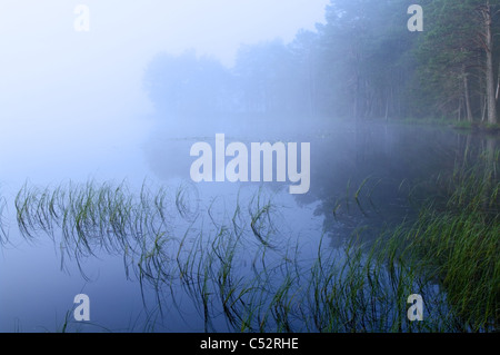 Brume matinale sur le Loch Garten, RSPB Abernethy Forest National Nature Reserve, Cairngorms, Highlands, Scotland, UK Banque D'Images