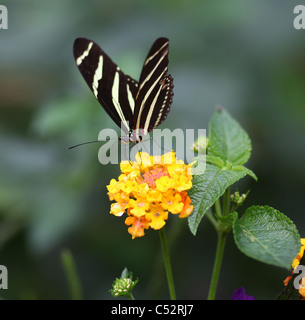 Le Zebra Longwing ou zèbre (Heliconius charithonia Heliconian,) est une espèce d'trouvés au Costa Rica, Amérique Centrale Banque D'Images