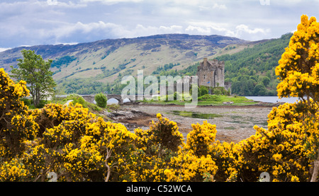 Le Château d'Eilean Donan encadrée par l'ajonc, Ecosse Banque D'Images