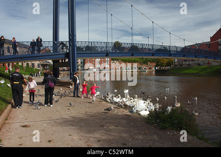 L'alimentation des familles un troupeau de cygnes tuberculés sous Cricklepit pont suspendu au-dessus de la rivière Exe dans Devon England UK Banque D'Images