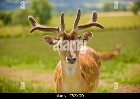 Vue avant d'un jeune homme en forme de cerf de Virginie dans un champ britannique regardant la caméra. Banque D'Images