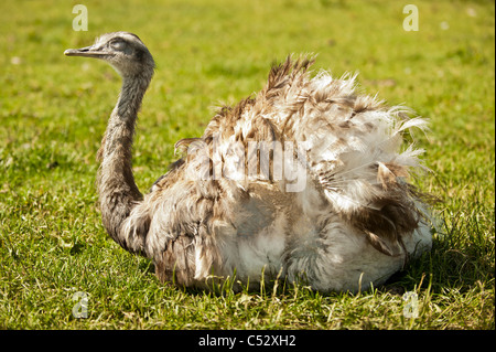 Vue latérale d'un Rhea assis avec ses plumes d'aile soufflées afin de réguler sa température corporelle par temps chaud et ensoleillé. Banque D'Images
