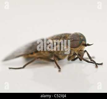 C'est un fly-Cleg (Haematopota pluvialis) environ 10mm de long et d'un gris terne . Il vole en silence et est souvent appelé un 'horse fly'. Banque D'Images