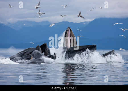Les baleines à bosse d'alimentation du filet à bulles pour le hareng dans le détroit de Chatham, le passage de l'Intérieur, de l'Alaska Banque D'Images