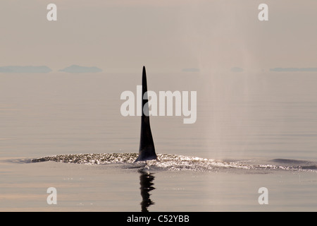 Grande nageoire dorsale d'un grand mâle adulte épaulard émerge dans le détroit de Chatham au coucher du soleil, le passage de l'Intérieur, de l'Alaska Banque D'Images