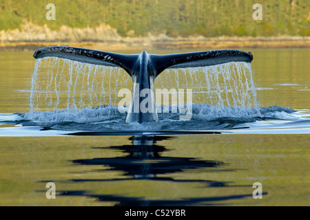 Baleine à bosse de plonger dans les profondeurs de Frederick Sound avec fluke queue visible, l'île de l'Amirauté, le passage de l'Intérieur, de l'Alaska Banque D'Images