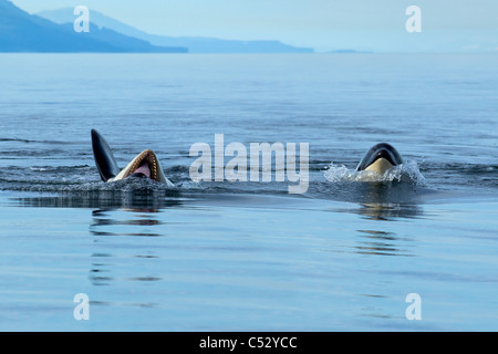 Une orque roule sur le dos et ouvre la bouche comme il joue à la surface dans le détroit de Chatham, Alaska Inside Passage, Souteast Banque D'Images