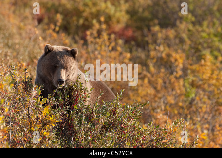 Un ours brun de fourrages sur ce type de baie dans le parc provincial Tatshenshini-Alsek, Territoire du Yukon, Canada, automne Banque D'Images