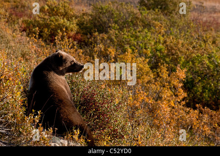 Un ours brun de fourrages sur ce type de baie dans le parc provincial Tatshenshini-Alsek, Territoire du Yukon, Canada, automne Banque D'Images