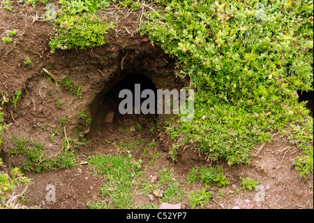 Un seul Puffins burrow entouré par moss sur Skokholm Pembrokeshire île South Wales UK Banque D'Images