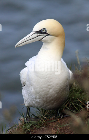 Un fou de Bassan Morus bassanus debout à falaises de Bempton RSPB Réserve, UK Banque D'Images