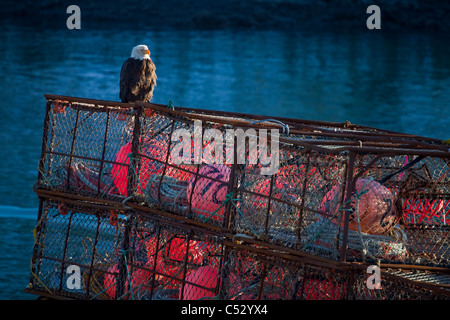 Pygargue perchée sur un crab pot à proximité du canal au centre-ville de flottement transitoire Kodiak, sud-ouest de l'Alaska, Winter Banque D'Images