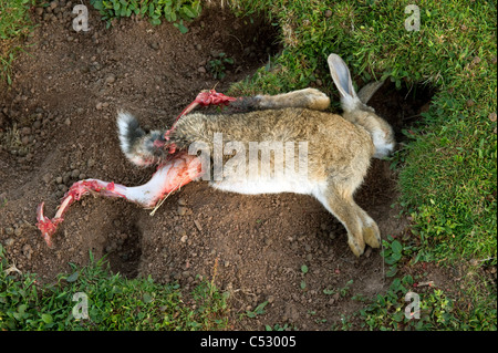 Un lapin mort sur le sol, sur l'île de Skokholm probablement tué par les goélands Banque D'Images