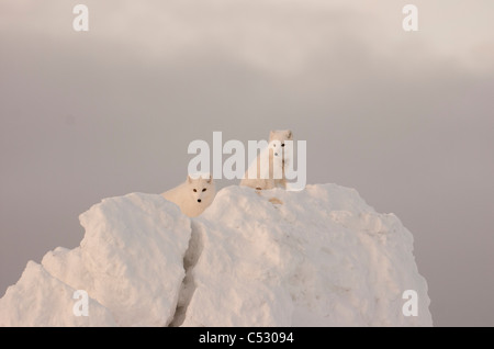 Deux renards arctiques se tenir en fin d'après-midi en haut d'un gros morceau de glace, Churchill, Manitoba Canada, Hiver Banque D'Images