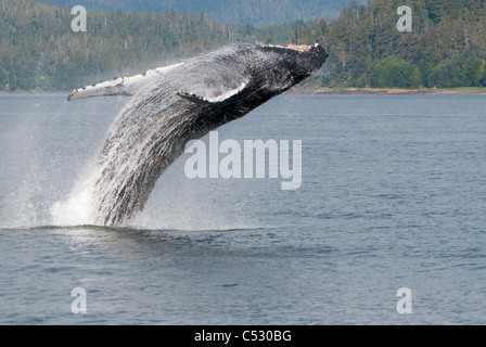 Humpback Whale breaching en Frederick Sound, le passage de l'intérieur, le sud-est de l'Alaska, l'été Banque D'Images
