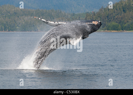 Humpback Whale breaching en Frederick Sound, le passage de l'intérieur, le sud-est de l'Alaska, l'été Banque D'Images