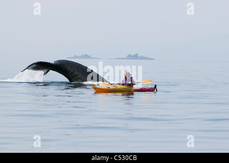 Les surfaces de baleines à bosse près d'une femme du kayak de mer dans Frederick Sound, le passage de l'intérieur, le sud-est de l'Alaska, l'été Banque D'Images