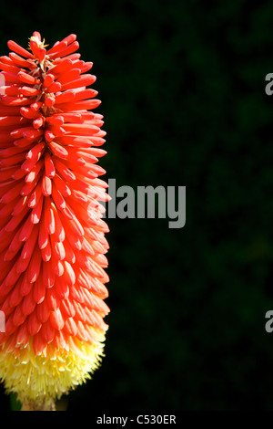 Rouge lumineux Kniphofia 'Prince Igor' 'Red Hot Poker' Trimota Torche 'Lily' Fleur Banque D'Images