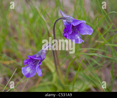 Grassette commune (Pinguicula vulgaris), Alpes, Italie Banque D'Images