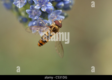 Marmelade mâle Hoverfly (Episyrphus balteatus) sur un purple allium caeruleum, Norfolk jardin, UK. Banque D'Images