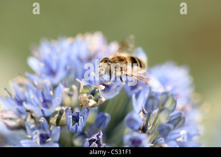 Sericomyia silentis femelle hoverfly (violet) sur un jardin allium caeruleum, Norfolk, Royaume-Uni. Banque D'Images