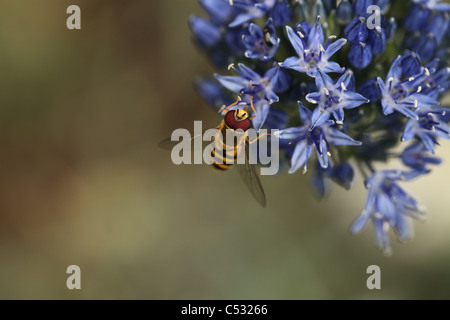 Homme hoverfly (Epistrophe grossulariae) sur un purple allium caeruleum, Norfolk jardin, UK. Banque D'Images