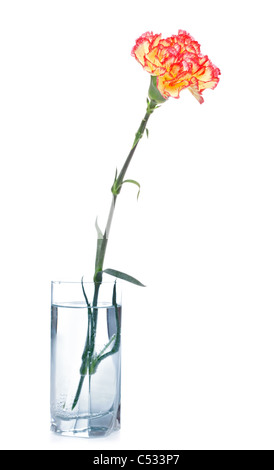 Carnation unique en verre isolé sur fond blanc Banque D'Images