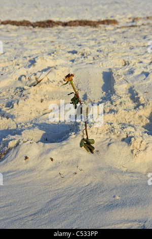 Rose morte seule debout dans le sable blanc sucré Banque D'Images