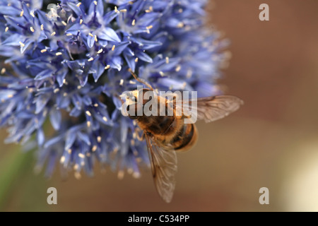 Myathropa florea Hoverfly (mâle) sur un purple allium caeruleum, Norfolk jardin, UK. Banque D'Images