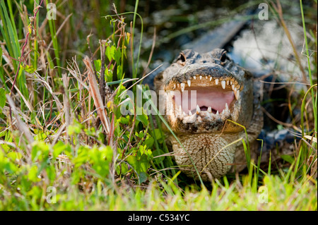 Alligator Alligator mississippiensis) (au soleil dans le parc national des Everglades, en Floride. Banque D'Images