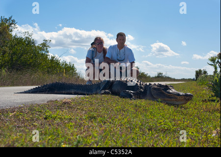 Les touristes regarder un Alligator Alligator mississippiensis) (au soleil dans le parc national des Everglades, en Floride. Banque D'Images