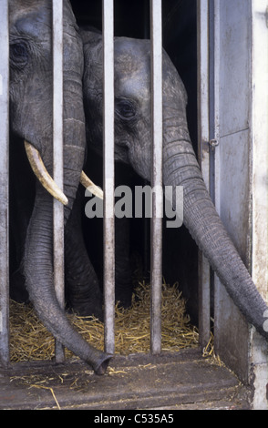 Exécution d'animaux dans un cirque itinérant- éléphants dans une cage de voyage Banque D'Images