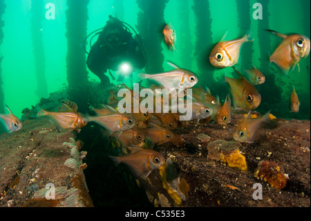 Un plongeur nage sous une jetée entre la vie marine dans la péninsule de Yorke en Australie du Sud. Banque D'Images