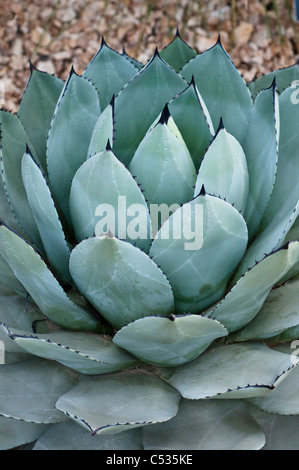 La plante d'Agave parryi Banque D'Images