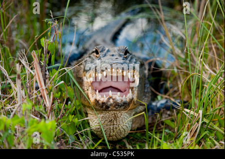 Alligator Alligator mississippiensis) (au soleil dans le parc national des Everglades, en Floride. Banque D'Images