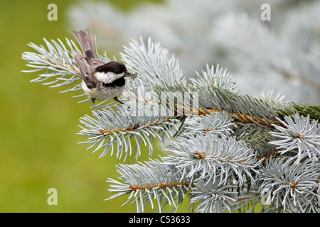 La Mésange Mésange à tête noire / (Poecile atricapillus) Banque D'Images