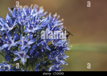 Un épais-legged Hoverfly (Syritta pipiens), sur un bleu mauve allium caeruleum, Norfolk, UK Banque D'Images