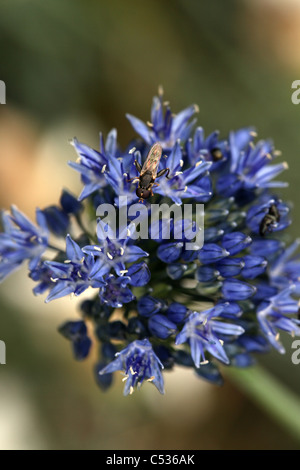 Un épais-legged Hoverfly (Syritta pipiens) sur un bleu mauve allium caeruleum, Norfolk, UK Banque D'Images