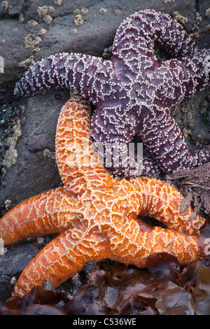 L'etoile des ocres, Pisaster ochraceus, Ruby Beach, Olympic National Park, Washington Banque D'Images