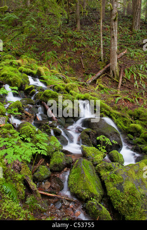 Cours d'eau en cascade, Mount Rainier National Park, Washington Banque D'Images