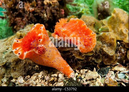 Une paire de nudibranches (Ceratosoma brevicaudatum) préparation de l'officier de la mer à Port Hughes, Australie du Sud. Banque D'Images