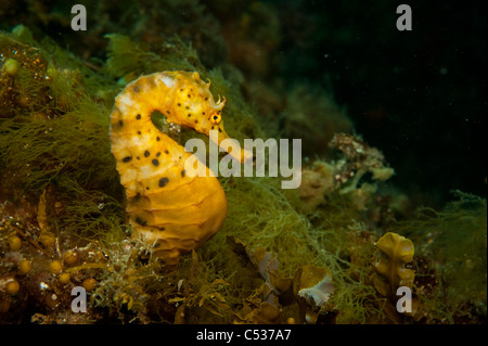 Pot Bellied" (Hippocampus abdominalis) sous la jetée Blairgowrie dans la péninsule de Mornington, de l'Australie. Banque D'Images