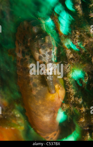 Pot Bellied" (Hippocampus abdominalis) sous la jetée Blairgowrie dans la péninsule de Mornington, de l'Australie. Banque D'Images
