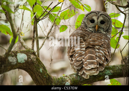 La Chouette rayée (Strix varia) photographié le long des rives de la rivière Jupiter à Wellington, en Floride. Banque D'Images