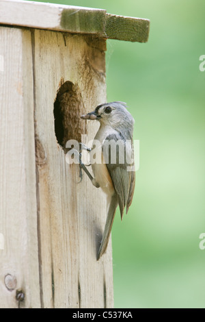 Mésange perchée à Nichoir - verticale Banque D'Images