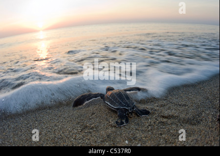 Sauvé de la tortue La tortue luth (Dermochelys coriacea) entrer dans l'océan après l'éclosion à Juno Beach, FL Banque D'Images